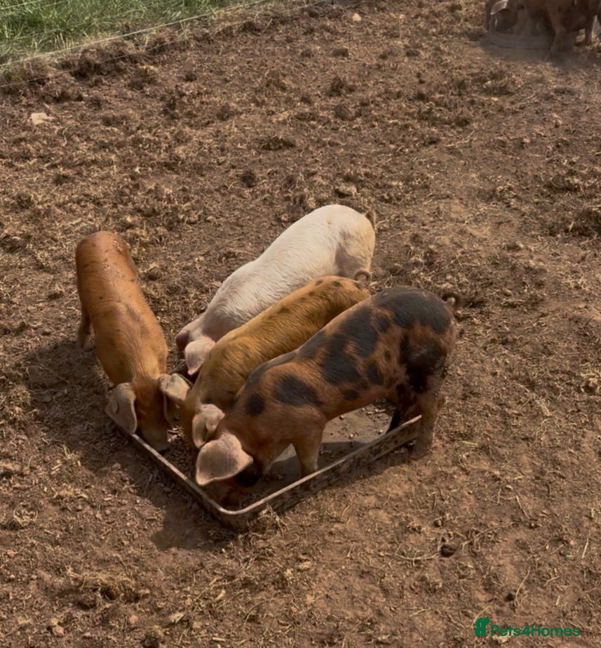 Pig livestock GOS/Landrace X OSB weaners - Advert 2