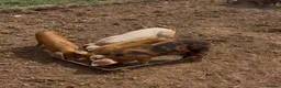 Pig livestock for sale: GOS/Landrace X OSB weaners - Advert 1