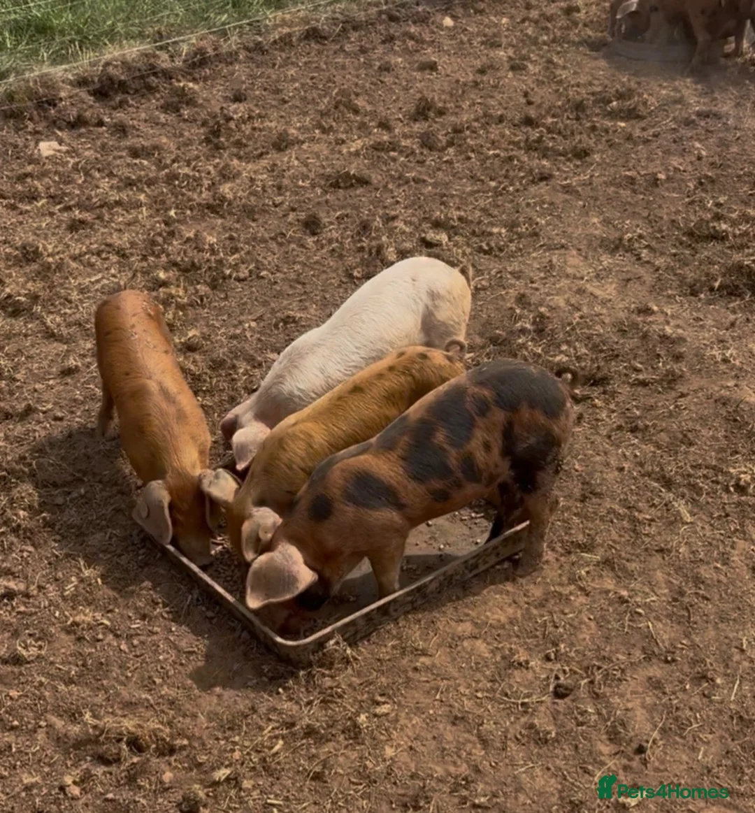 Pig livestock for sale: GOS/Landrace X OSB weaners - Advert 1