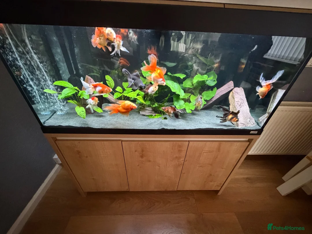 Fancy Goldfish fish for sale: Fluval Roma 240 complete fancy goldfish aquarium  - Advert 2