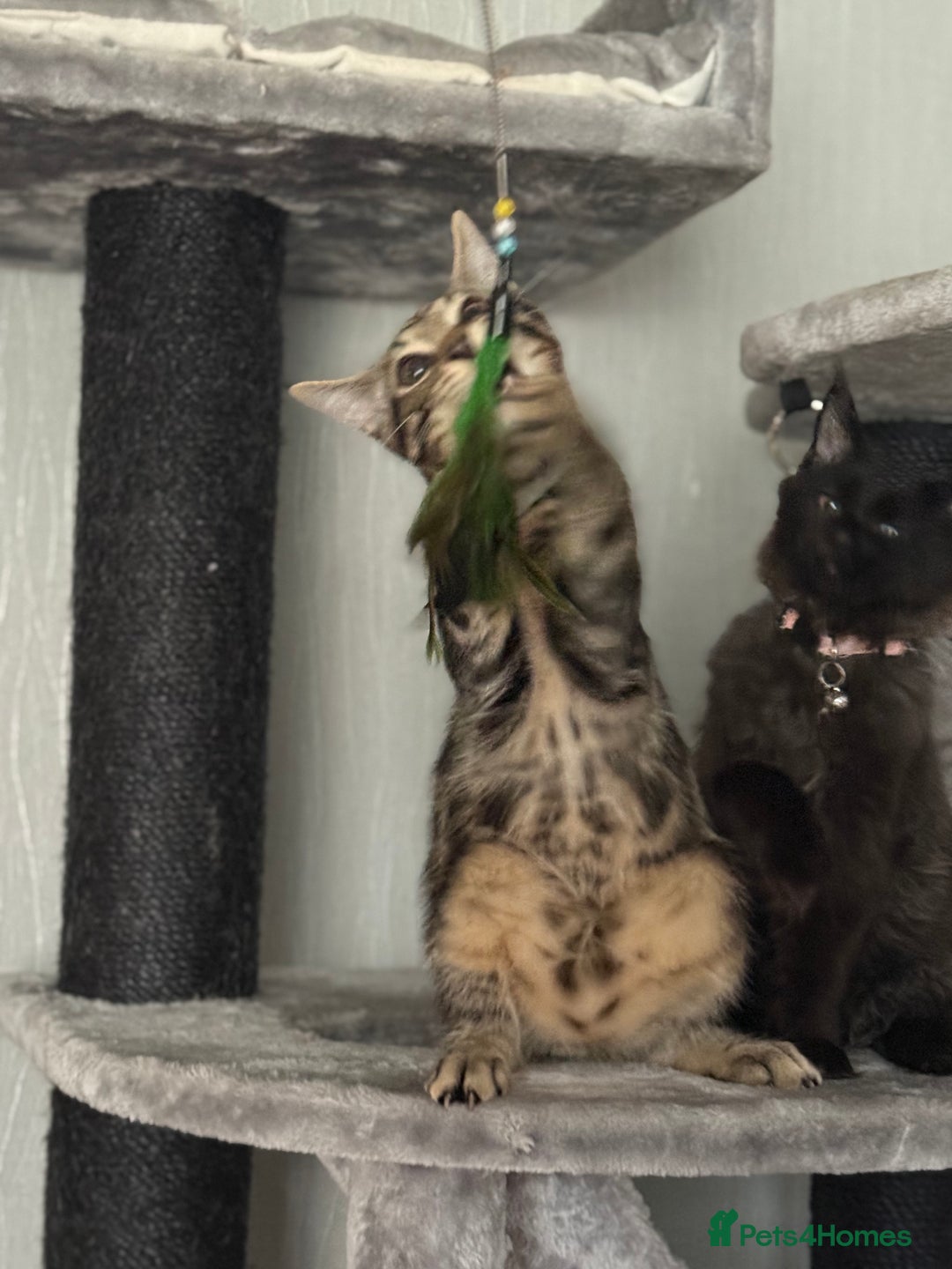 Maine Coon cats for sale: Maine Coone X Bengal - Advert 10