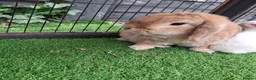Mini Lop rabbits for sale: Beautiful Mini lops ❤️ - Advert 13