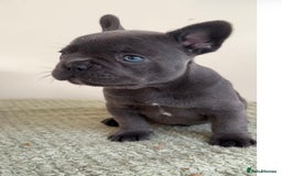 French Bulldog dogs for sale: Gorgeous litter of 4 blue French bulldogs - Advert 8