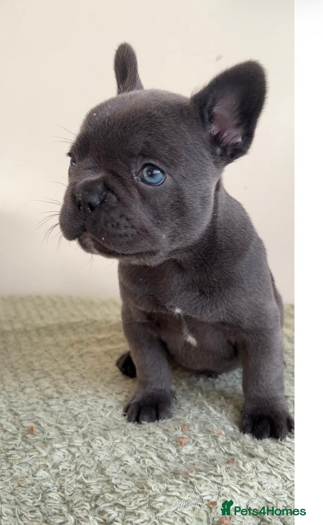 French Bulldog dogs for sale: Gorgeous litter of 4 blue French bulldogs - Advert 8
