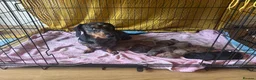 Miniature Dachshund dogs for sale: KC Miniture daschund short haired puppies - Advert 1