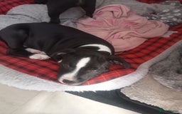 Staffordshire Bull Terrier dogs for sale: ‼️ReadyForCollection‼️Blue Staffie Puppies  in Tipton - Image 24