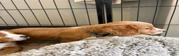 Cocker Spaniel dogs for sale: Beautiful Golden cockers free insurance with agria - Advert 25
