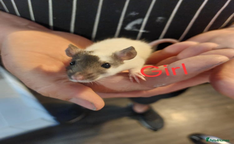 Rat rodents - Advert 1
