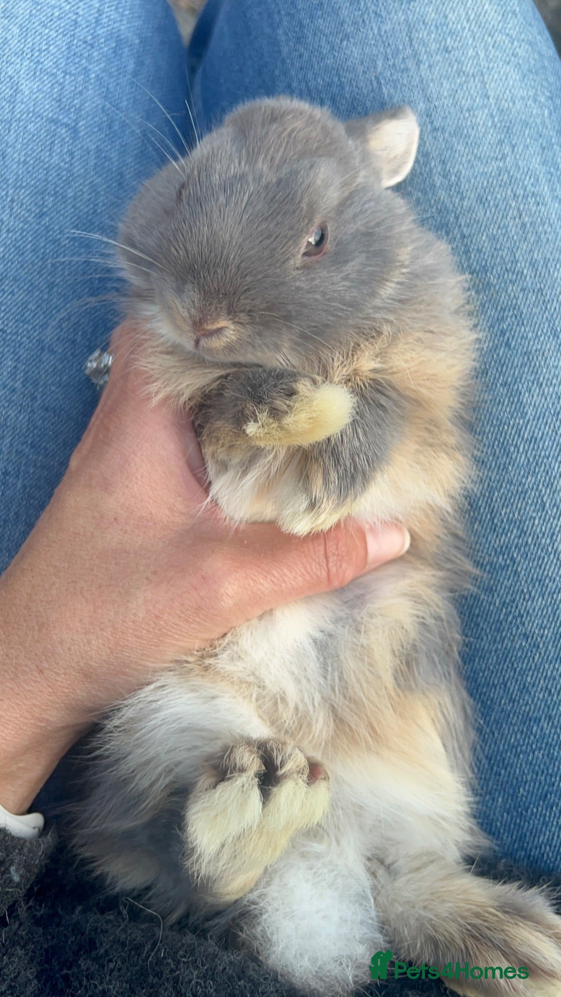 Netherland Dwarf rabbits 1 year old female Netherland Dwarf Rabbit  - Advert 15