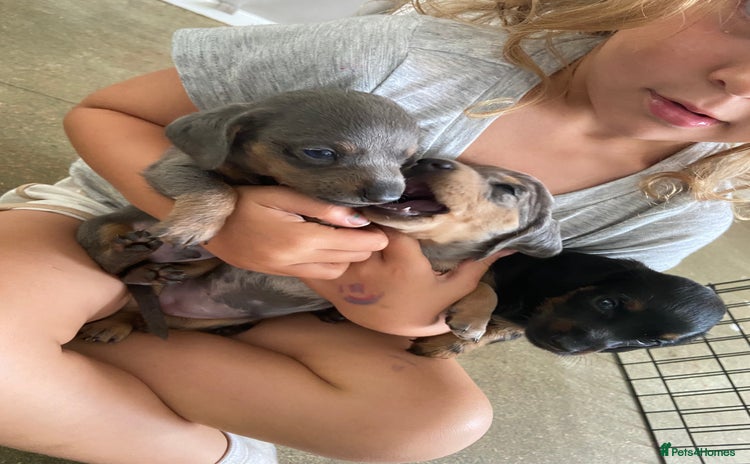 Miniature Dachshund dogs - Advert 4