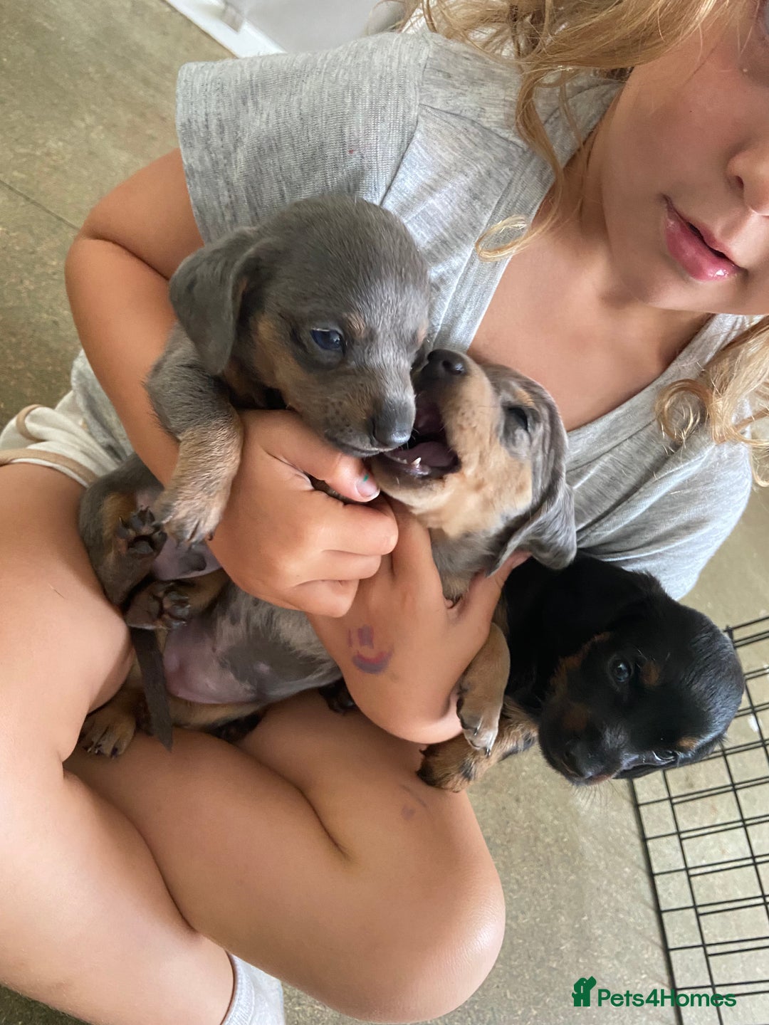 Miniature Dachshund dogs for sale: Beautiful miniature dachshunds  - Image 1
