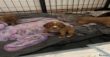 Cocker Spaniel dogs - Advert 3