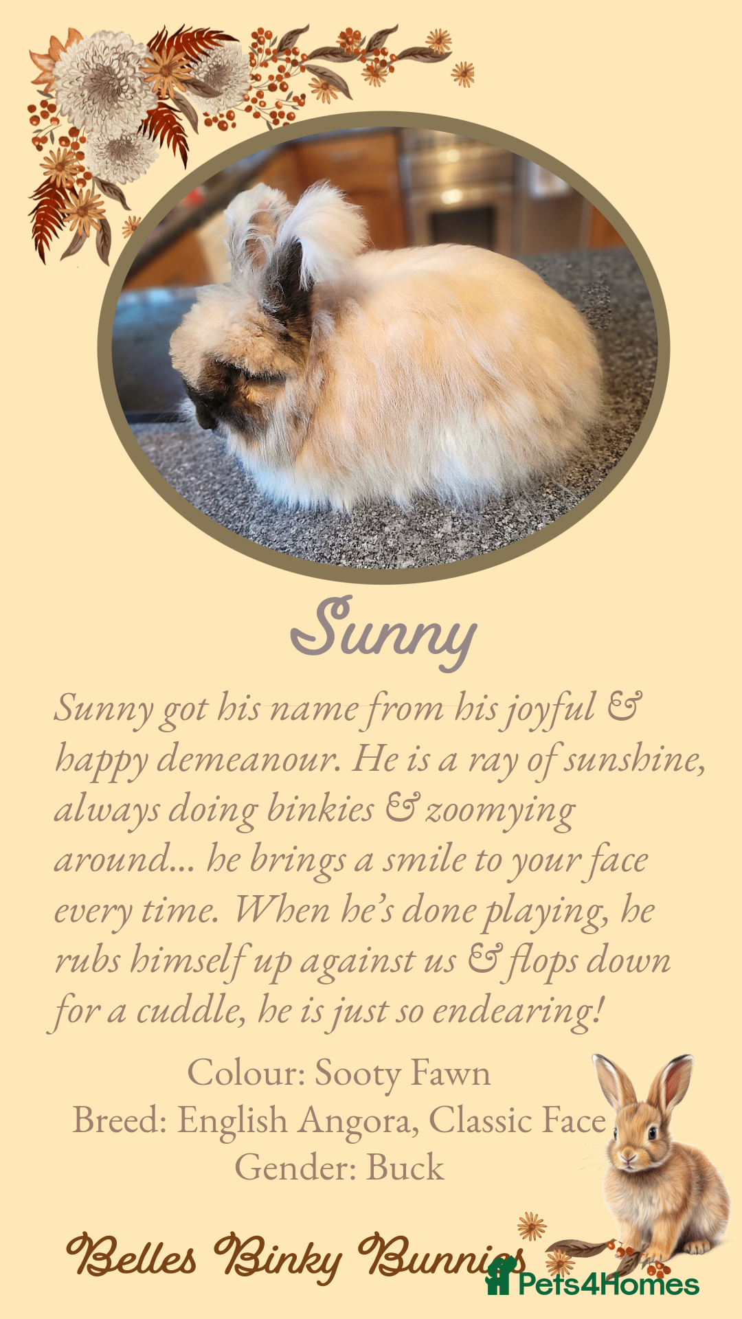 🧡 SOLD 🧡 Baby Angora 🧡 for sale in Sheffield Pets4Homes