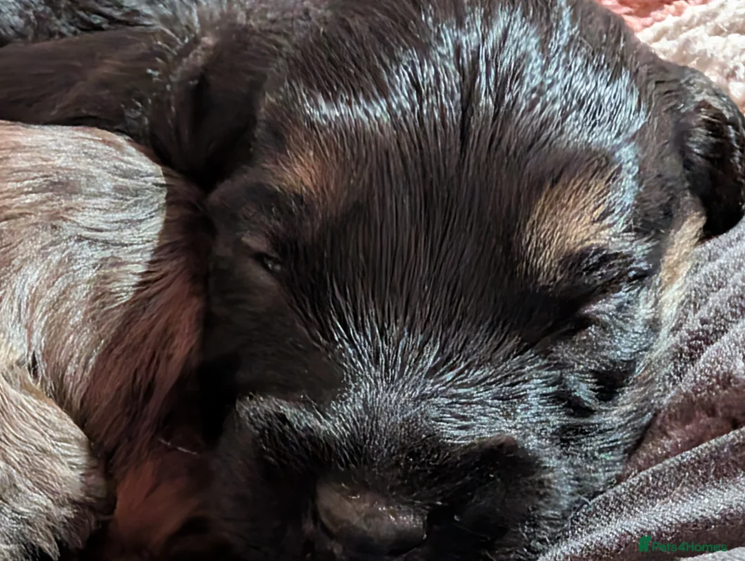 Cockapoo dogs for sale: F2b cockapoo pups Super Cute. Health test parents - Advert 21