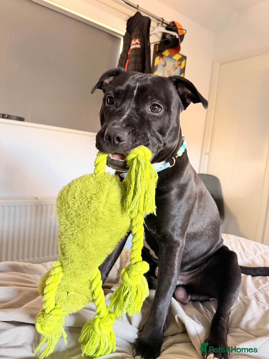 Staffordshire Bull Terrier dogs for stud: Meeting Bagheera  - Advert 10