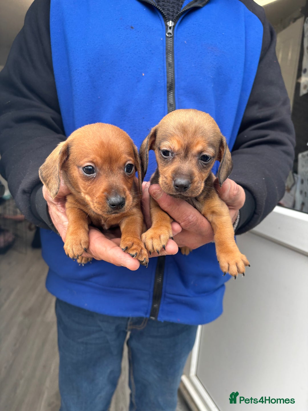 Mixed Breed dogs for sale: Minature Dacshund cross jack Russell  - Image 13
