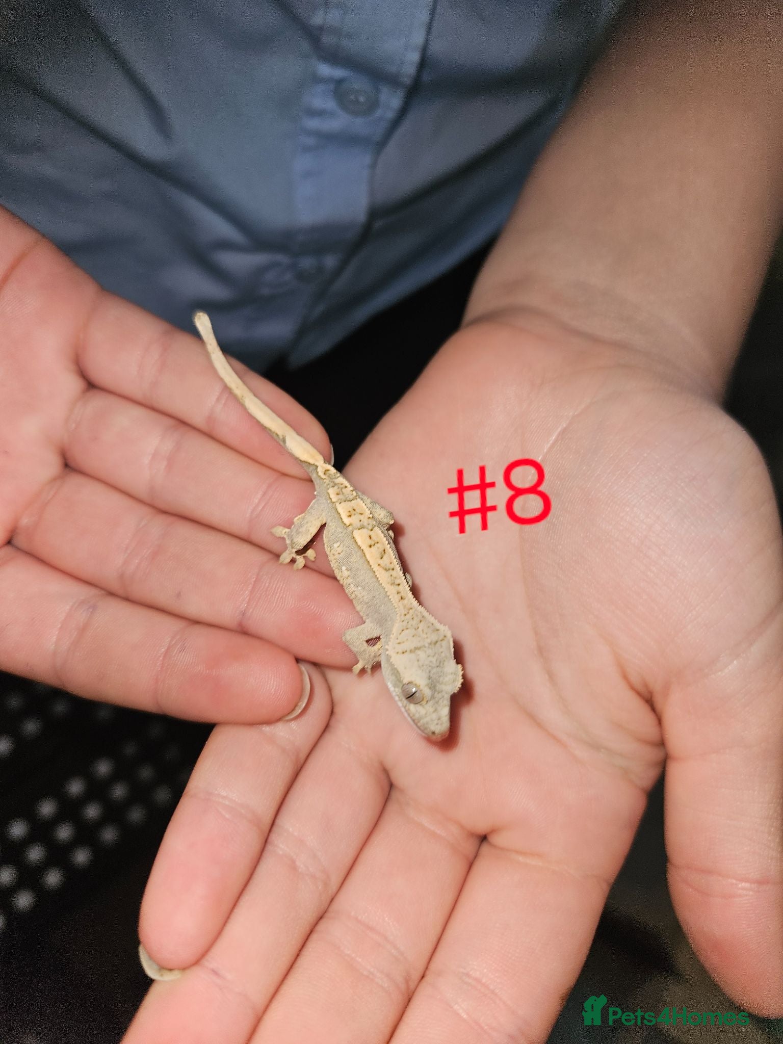 Gecko reptiles Crested Geckos  - Advert 20