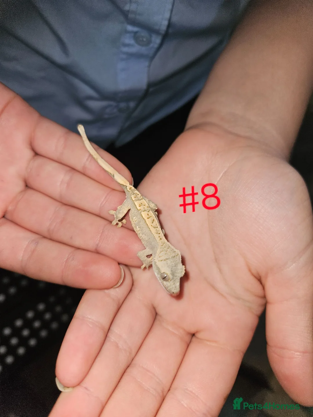 Gecko reptiles for sale: Crested Geckos  - Advert 2