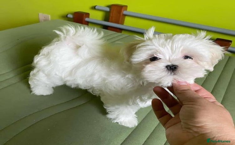 Shih Tzu dogs - Advert 7