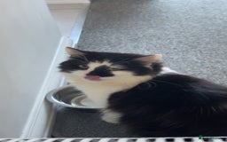 Maine Coon cats for sale: Momo male main coon mix  - Advert 5