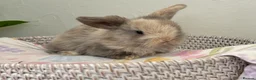 Mini Lop rabbits for sale: Baby Mini Lop's Ready To Leave 6th June in Birmingham - Advert 7