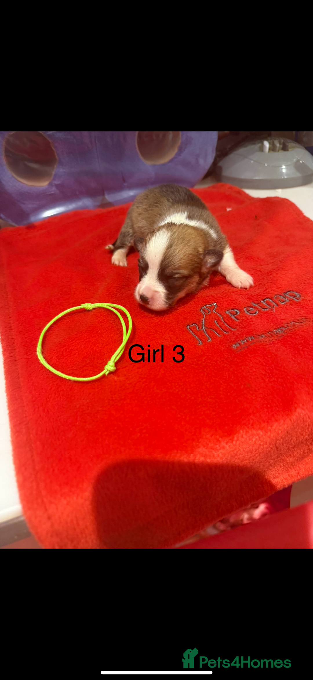 Welsh Corgi Pembroke dogs for sale: Kc reg Pembroke corgi babies available  - Advert 36