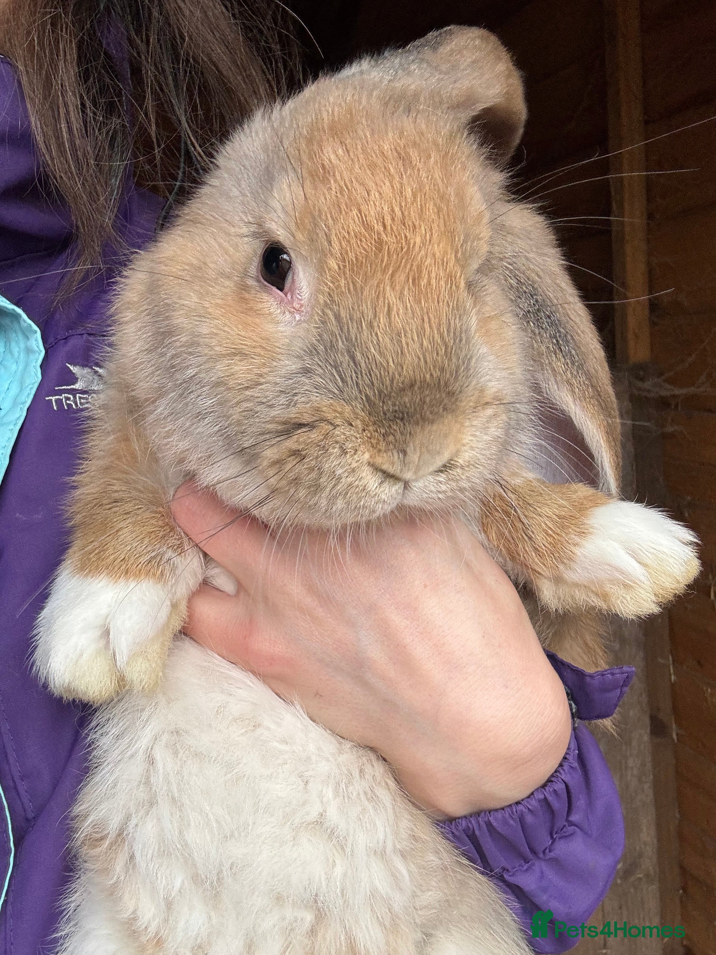 French Lop rabbits Ready Now 💛 Last French Lop Baby - Advert 11