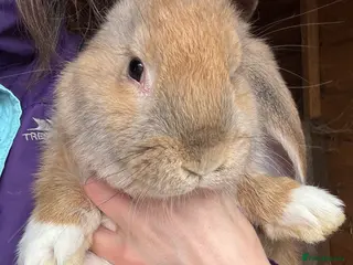 French Lop rabbits Ready Now 💛 Last French Lop Baby - Advert 11
