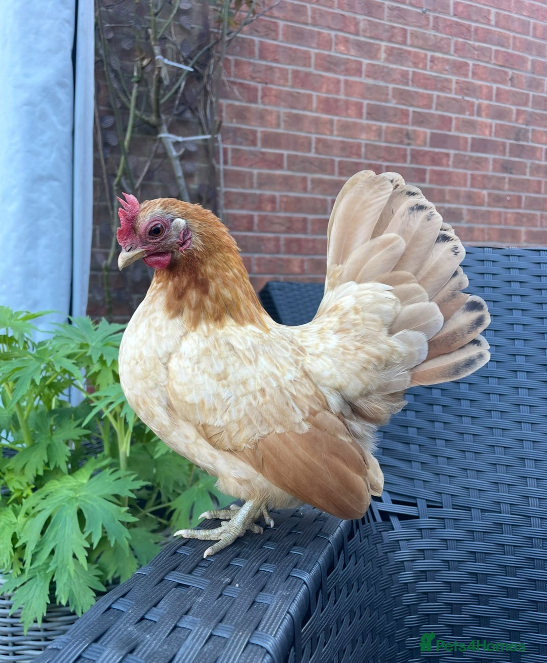 Chickens poultry for sale: Serama chicks for sale  - Image 5