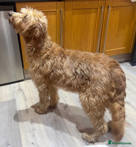 Gallery Image {{count}}