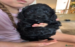 Cockapoo dogs for sale: Cockapoo puppies F1B - Image 30