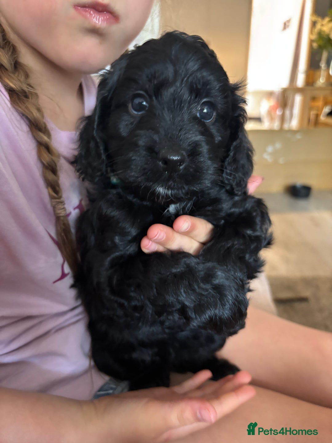 Cockapoo dogs for sale: Cockapoo puppies F1B - Image 30
