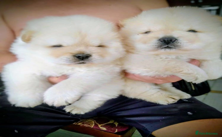 Chow Chow dogs - Advert 3