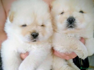 Chow Chow dogs - Advert 28