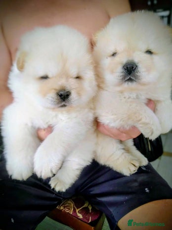 Chow Chow dogs - Advert 3