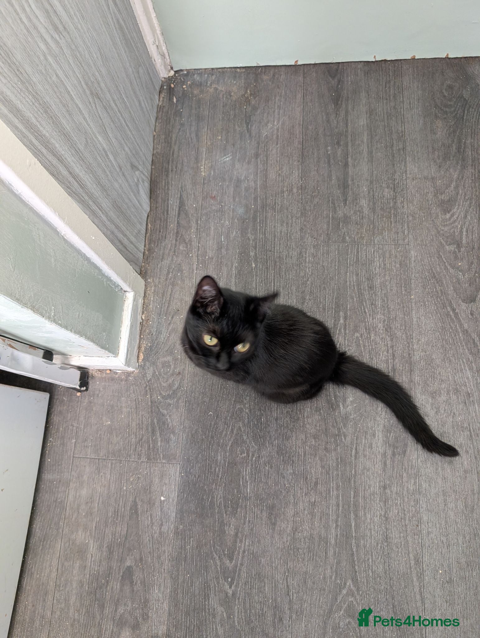 British Shorthair cats Rehome shadow  - Advert 18