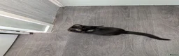 British Shorthair cats for sale: Rehome shadow  - Advert 1