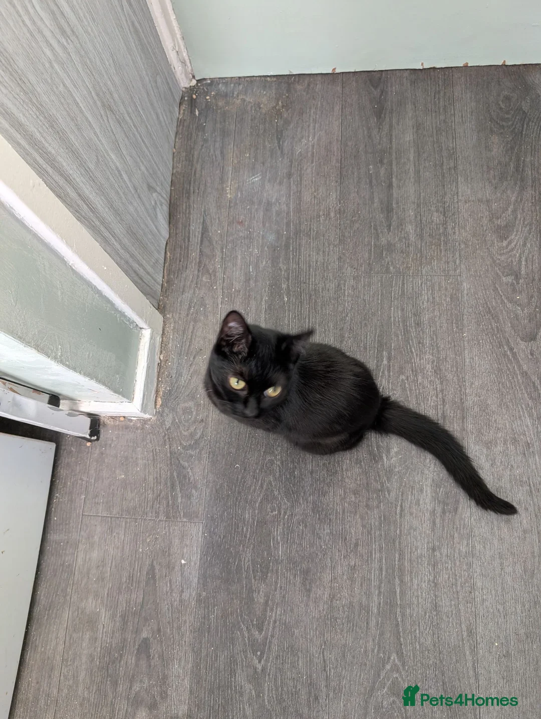 British Shorthair cats for sale: Rehome shadow  - Advert 1