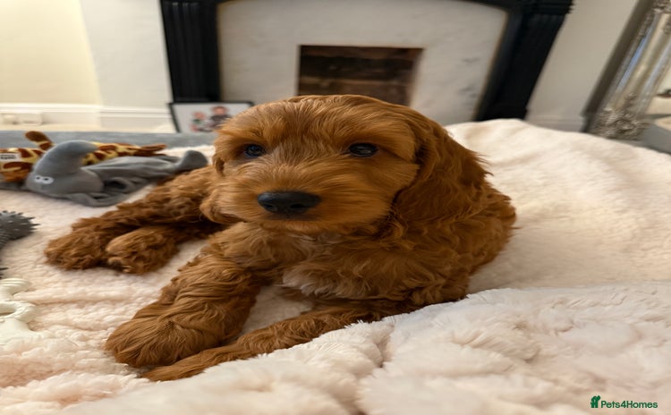 Cockapoo dogs - Advert 4