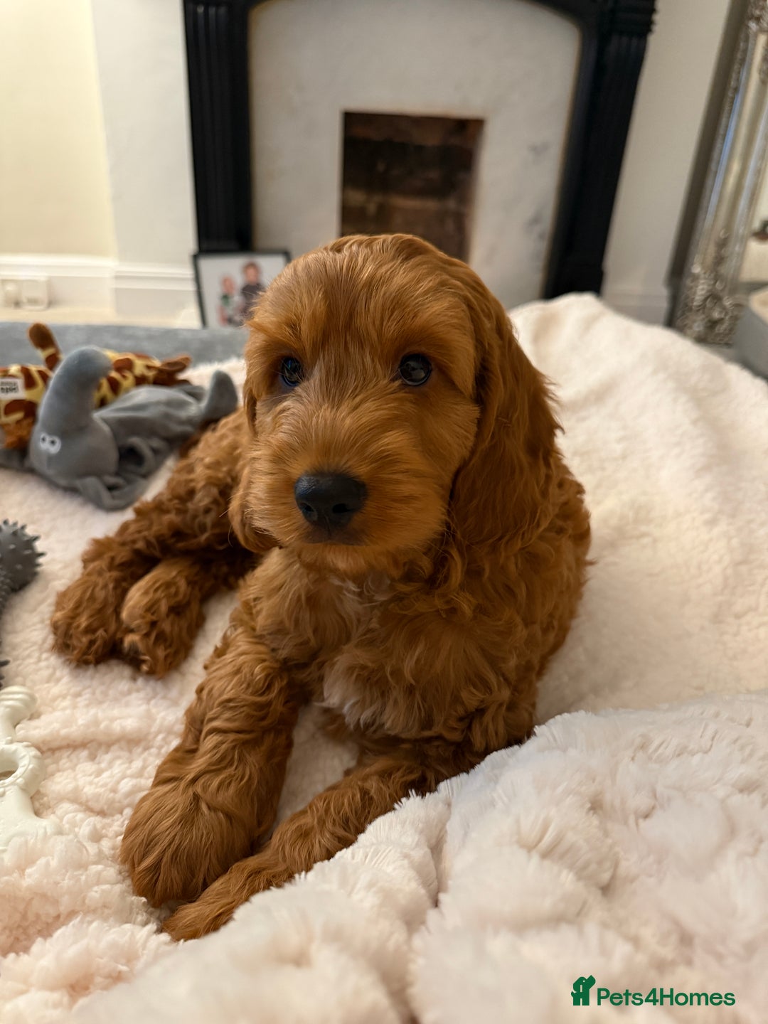 Cockapoo dogs for sale: F1 cockapoo Charlie 🩵 - Image 1