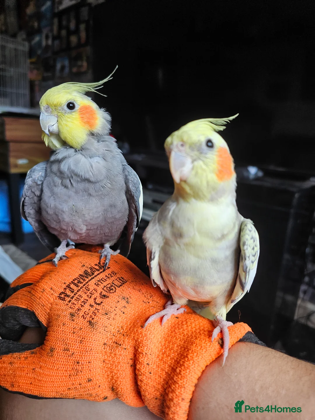 Cockatiels birds for sale: Breeding pair of cockatiels - Advert 1