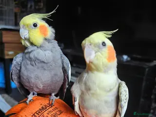 Cockatiels birds Breeding pair of cockatiels - Advert 1