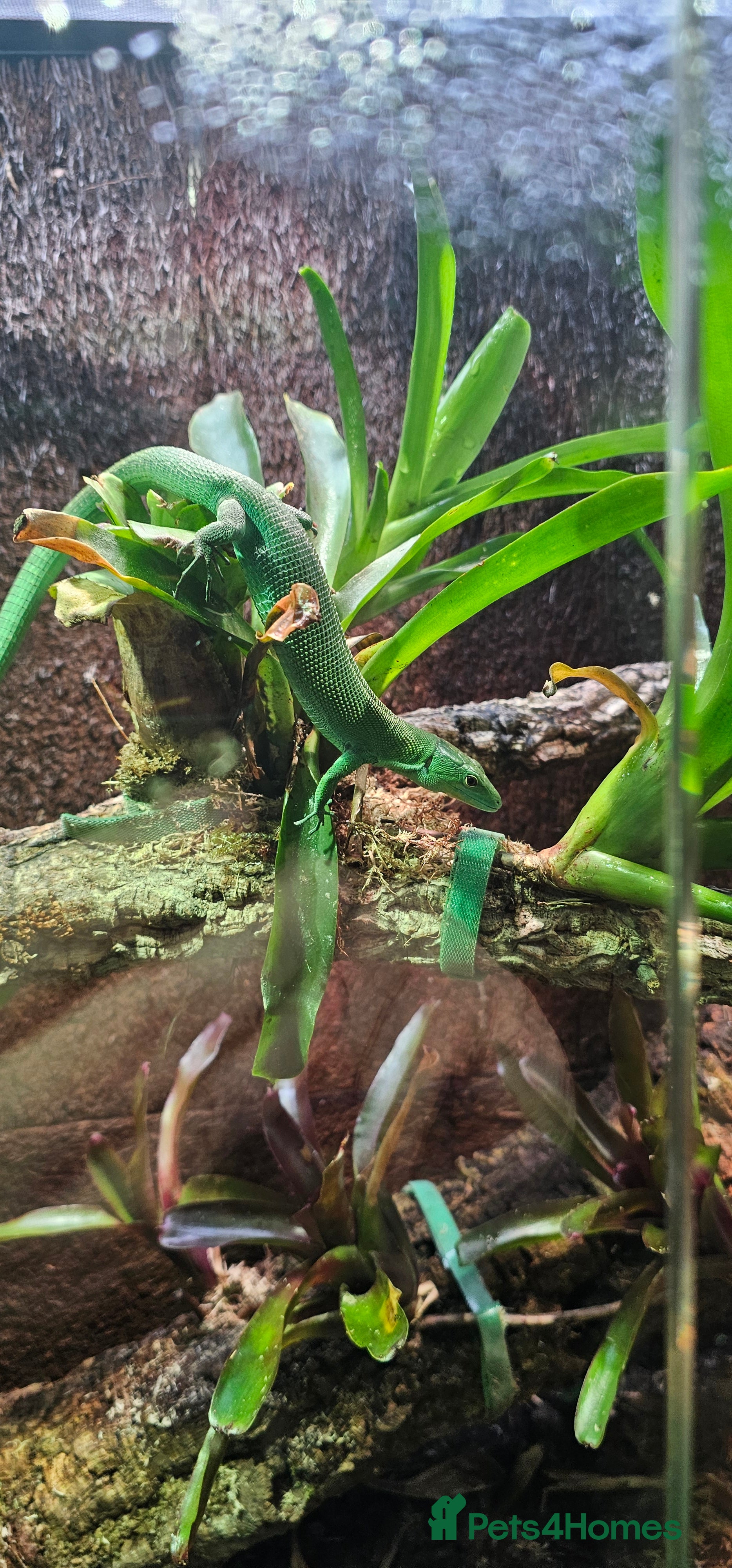 Lizard reptiles Green keel bellied lizards  - Advert 3