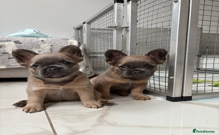 French Bulldog dogs - Advert 14