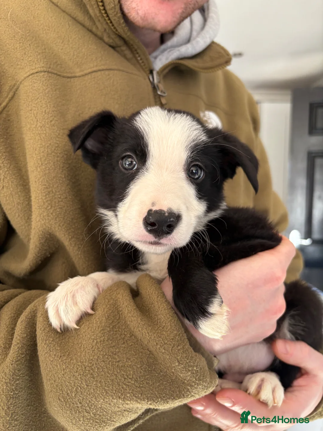Border Collie dogs for sale: Border Collie Puppy  - Advert 1