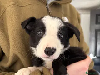 Border Collie dogs Border Collie Puppy - Advert 2