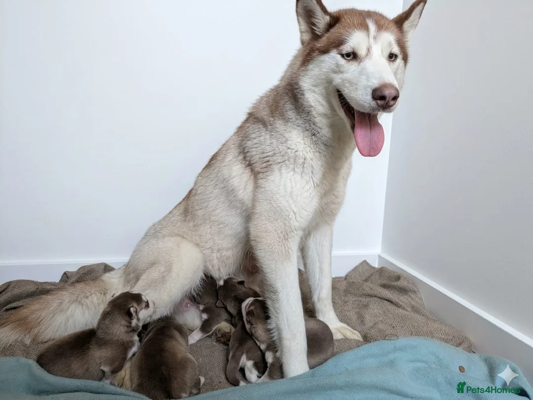 Siberian Husky dogs for sale: Beautiful Siberian Husky  - Advert 11