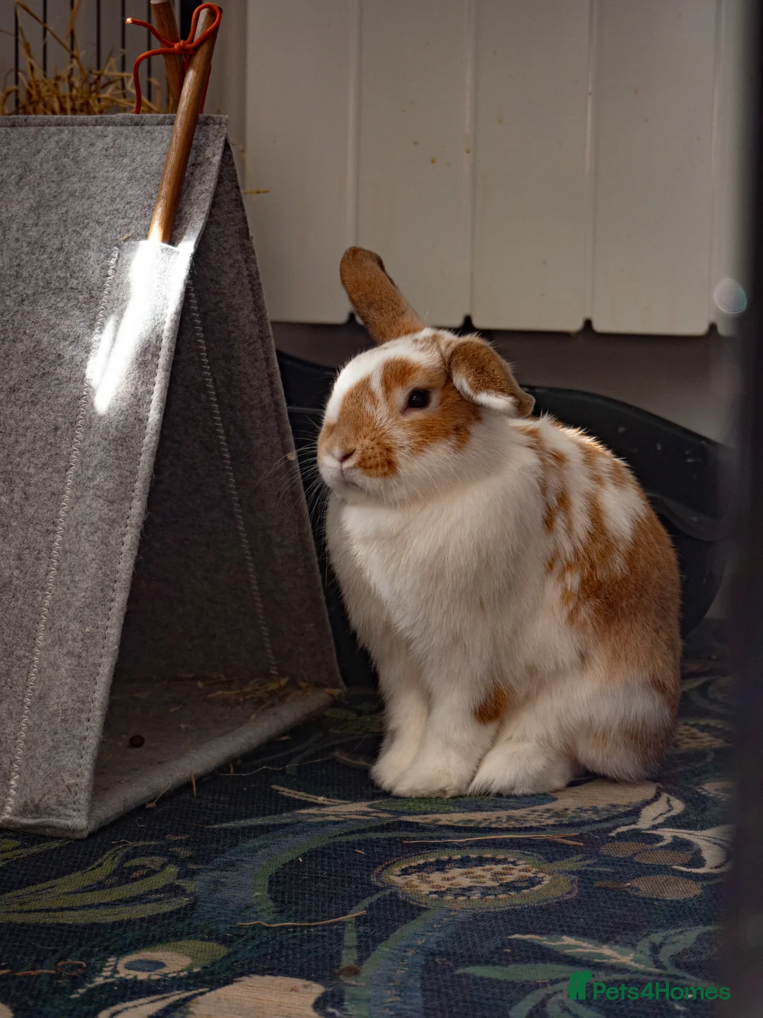 Mini Lop rabbits for sale: 2 Mini Lop Eared Rabbit Siblings - Advert 1