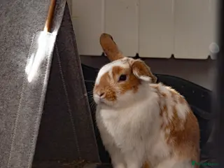 Mini Lop rabbits 2 Mini Lop Eared Rabbit Siblings - Advert 1