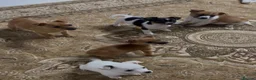 Jack Russell dogs for sale: Jack russel pups  in Darwen - Advert 2